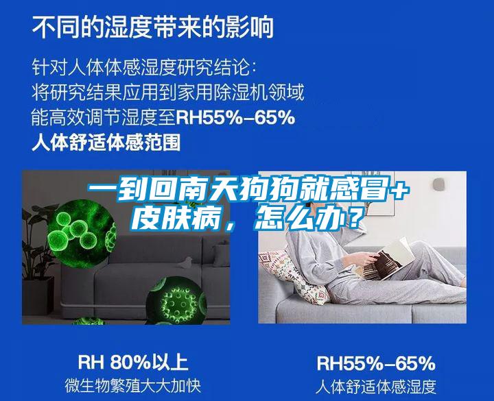 一到回南天狗狗就感冒+皮膚病，怎么辦？