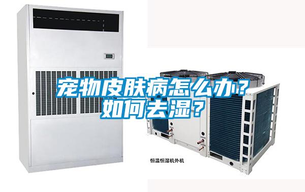 寵物皮膚病怎么辦？如何去濕？