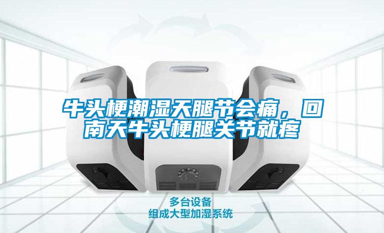 牛頭梗潮濕天腿節(jié)會(huì)痛，回南天牛頭梗腿關(guān)節(jié)就疼