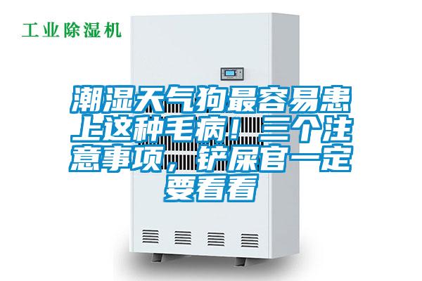 潮濕天氣狗最容易患上這種毛病！三個注意事項，鏟屎官一定要看看