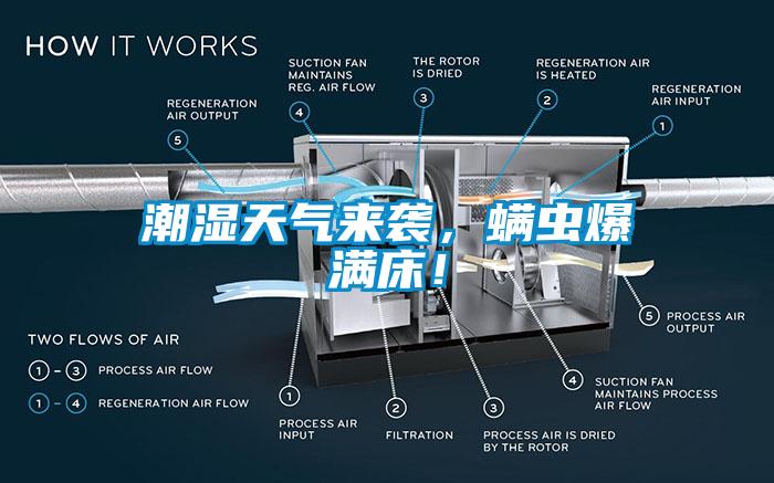 潮濕天氣來(lái)襲，螨蟲爆滿床！