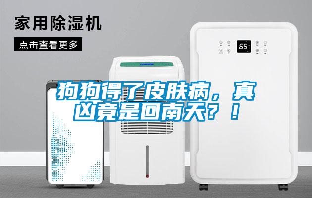 狗狗得了皮膚病，真兇竟是回南天？！