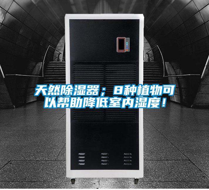 天然除濕器；8種植物可以幫助降低室內(nèi)濕度！