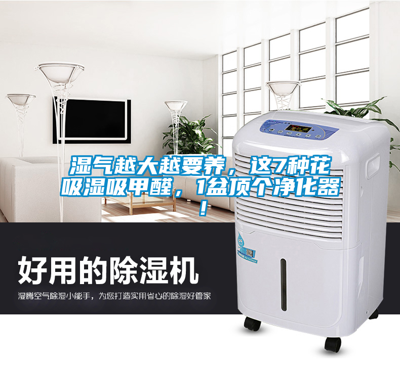 濕氣越大越要養(yǎng)，這7種花吸濕吸甲醛，1盆頂個凈化器！